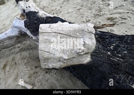 Burned wood at italian beach. Piece of wood lying in the sand at Torre del lago beach. Tuscany, italy. Stock Photo