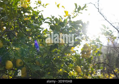 Ripe yellow lemons hanging from branches in orchard with lens flare streaming through foliage Stock Photo