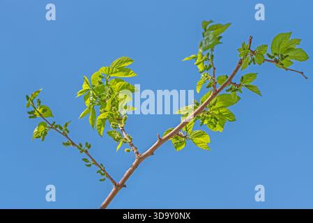 The mulberry tree is blooming against the blue sky Stock Photo