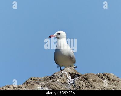 A close-up view of a seagull perched on a rugged rock with a bright blue sky above the Mediterranean Sea in Mallorca, Spain Stock Photo