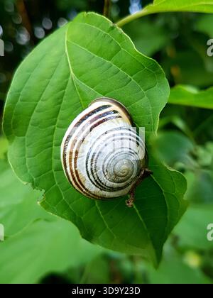 A close-up view of a brown and white striped snail shell resting on a lush green leaf, set against a soft dark green natural background Stock Photo