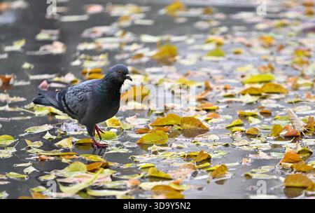 A pigeon is walking on a pond with leaves on the ground. The bird is looking down at the water Stock Photo