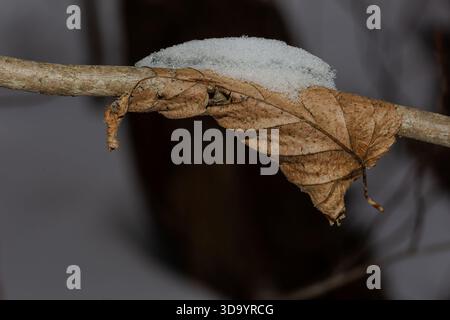Dead fallen leaf on a tree branch in the winter Stock Photo