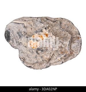 Closed raw oyster isolated on white background. Delicacy food. Stock Photo