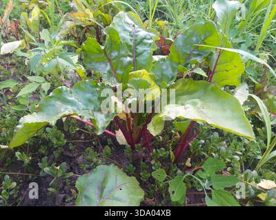 Beetroot growing in a garden bed with other green plants in the background. Stock Photo