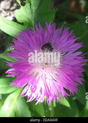 A bee crawling on a purple Persian cornflower viewed from above, with blurred green leaves in the background Stock Photo