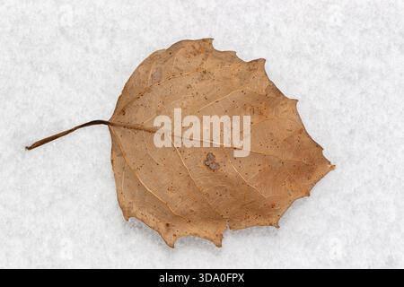 Fallen aspen leaf on the snow Stock Photo