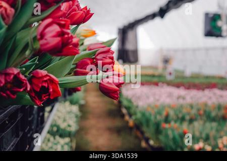 Crate of red tulips at packing line, saturated petals spilling from plastic box, blurred machinery and rows in background, staging for distribution Stock Photo