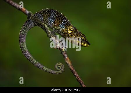An elephant-eared chameleon sitting on a branch in Montagne d´Ambre NP, Madagascar. Stock Photo