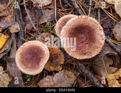 Milkcaps Stock Photo