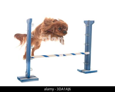 cavalier king charles in front of white background Stock Photo