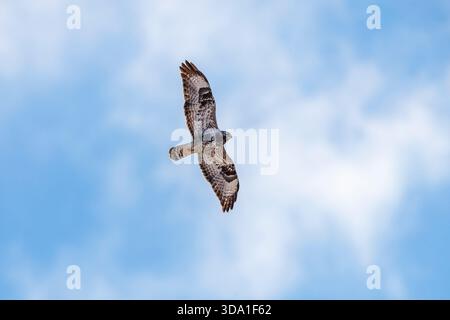 Rough-legged buzzard flying at the sky Stock Photo