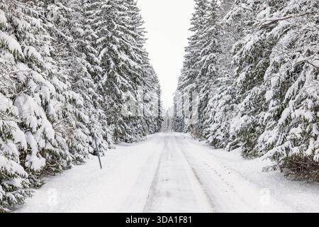 Slippery winter road through a spruce forest in winter Stock Photo