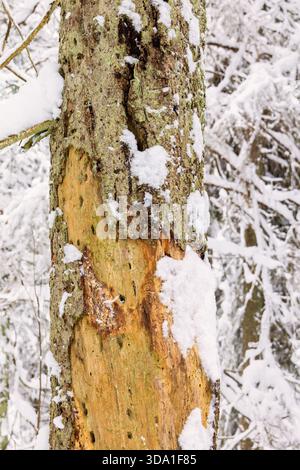 Old tree trunk with marks after birds in a winter forest Stock Photo