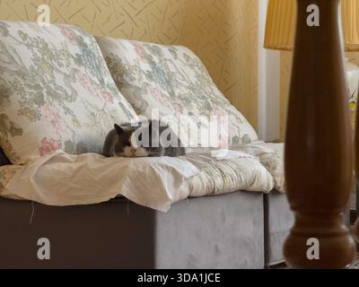 Domestic shorthair cat lying comfortably and resting on a gray couch with floral patterned cushions, enjoying a peaceful nap in a cozy home environmen Stock Photo
