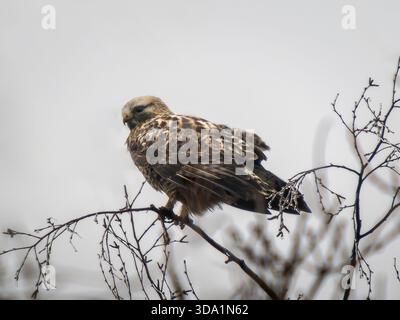 Rough-legged buzzard or Buteo lagopus in winter scenery. The rough-legged buzzard (Europe) or rough-legged hawk (North America) perched on tree branch on gray, gloomy autumn-winter sky Stock Photo