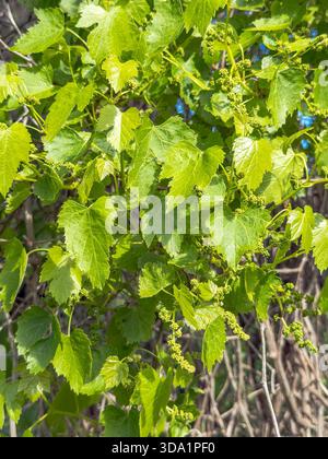 Young grapevine with early grape clusters and fresh green leaves in spring. Close-up view of a growing vineyard plant in natural sunlight. Concept of Stock Photo