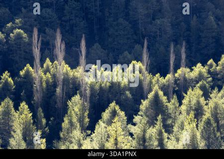 Sunlight filters through tall trees, casting a warm glow on a serene forest. Lush green foliage meets the tranquil beauty of nature, creating a peacef Stock Photo