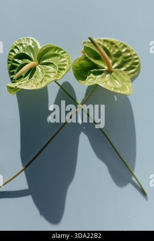 Green anthurium flowers casting shadows on blue surface Stock Photo