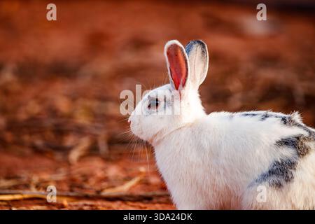 Spotted White Rabbit on Red Soil Stock Photo