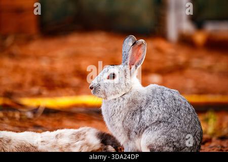 Silver Rabbit Resting on Ground Stock Photo