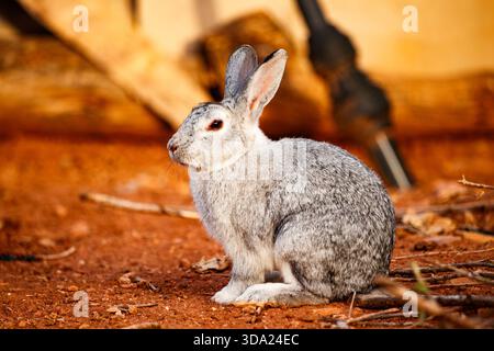 Grey Rabbit in Profile in Carrizosa Stock Photo