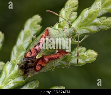 Juniper Shieldbug (Cyphostethus tristriatus) overwintering in Irish yew ...