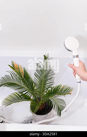 Woman watering a potted sago palm Cycas revoluta in a white bathtub using a handheld shower, washing dusty fronds and caring for an indoor palm with y Stock Photo
