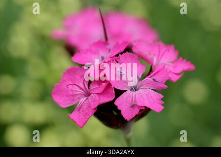 Dianthus carthusianorum, a tall German pink, planted with Stipa Lessing feather grass. Stock Photo