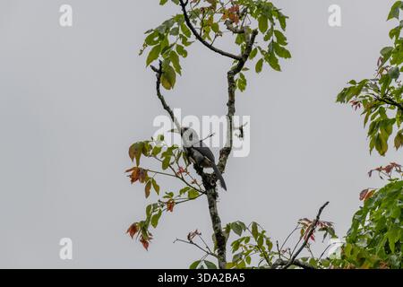 A solitary Malabar grey hornbill perched on a tree branch with a grey sky backdrop. Perfect for wildlife, tropical birds, rainforest photography, bird Stock Photo