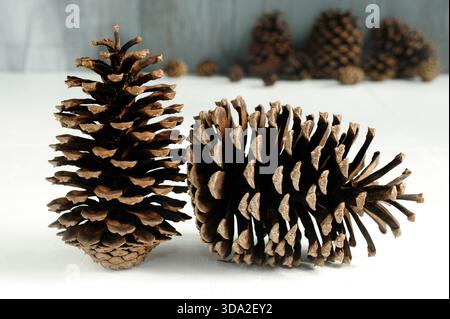 Pine cones on white wooden background Stock Photo