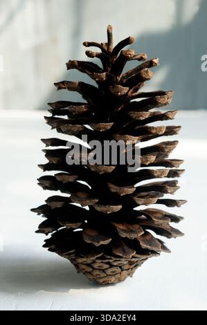 Pine cones on white wooden background Stock Photo