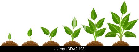Phases plant growing Stock Vector