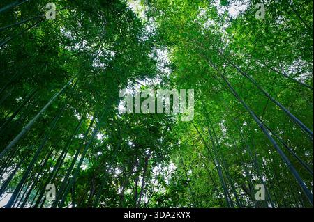 Green asian bamboo forest as nature background Stock Photo