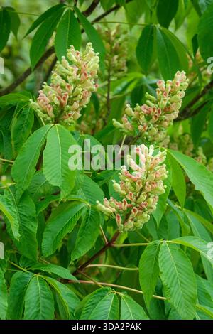 Aesculus × neglecta Autumn Fire, Carolina horse chestnut Autumn Fire, upright panicles of of creamy-white flowers, red tinge at base Stock Photo