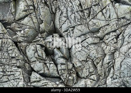 Close-up view of a weathered grey rock surface showing deep cracks and natural textures under soft light, with precise geological detail; Cornwall Stock Photo