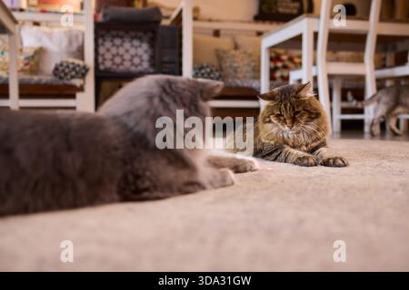 Two cats play with laser dot on carpet, soft ambient lamp light, focused paw swipes, relaxed tabby and grey pair, living room furniture in background Stock Photo