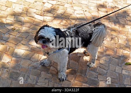 Dog breed shih tzu on a leash, Ribeirao Preto, Sao Paulo, Brazil Stock Photo