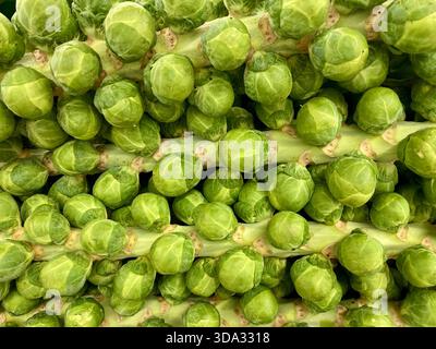 Brussels Sprouts on the Stalk in close up view Stock Photo