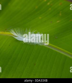 White Down Feather Resting on a Fresh Green Leaf Stock Photo