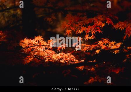 Close-up of autumnal maple leaves on an autumn day, Kyushu, Japan Stock Photo