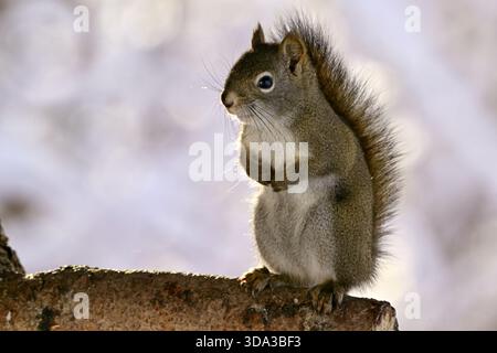A wild Red Squirrel, " Tamiasciurus hudsonicus", standing on his rear legs for a better view of any dangerfrom a tree branch in an evergreen forest in Stock Photo