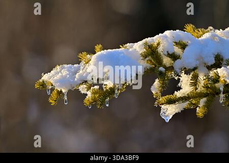 A blanket of fresh snow on a spruce tree branch in rural Alberta Canada Stock Photo