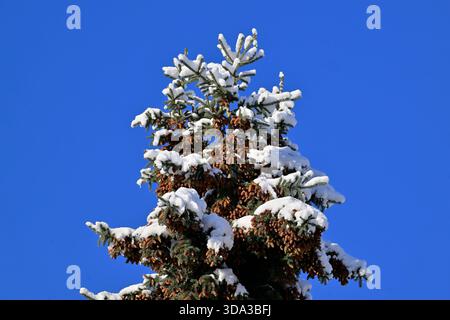 The top of a tall spruce tree heavy with cones and fresh snow on its branches against a blue sky background. Stock Photo