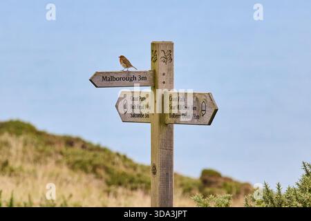 A robin sitting on a wooden signpost on a south-west Devon footpath. Stock Photo