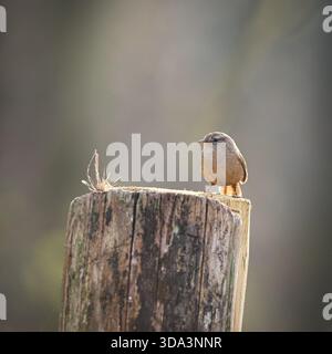 A delicate Eurasian wren perched gracefully on a wooden post Stock Photo