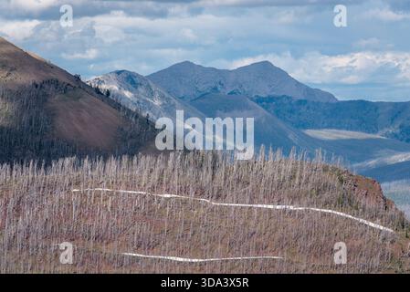 Burnt forest on a ridge in the Bob Marshall Wilderness, Montana, USA. Stock Photo
