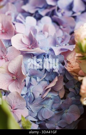 Delicate Hydrangea macrophylla blossoms in shades of light blue and violet with the soft textures and dreamy color gradient Stock Photo