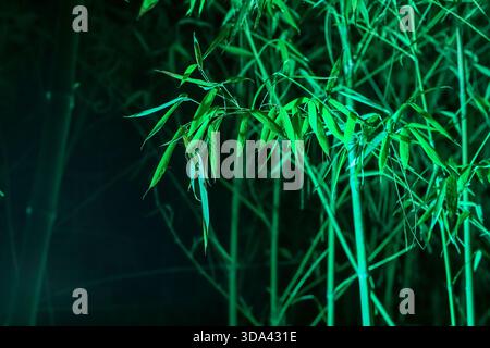 Focused bamboo sprigs with emerging leaves amid a blurred verdant backdrop, evoking serenity and growth. Stock Photo