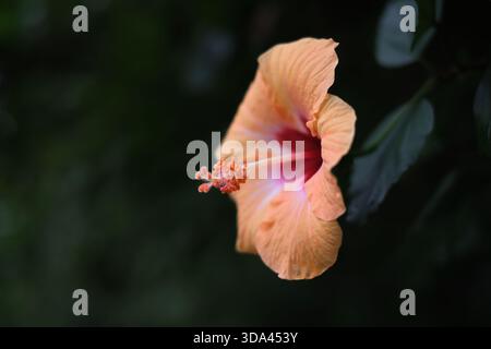 Close up of a single hibiscus flower on dark green background with copy space for beauty concepts. Stock Photo